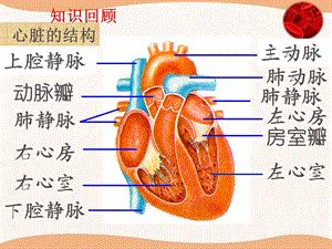 血液循环的途径课件.ppt