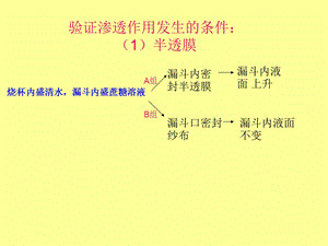 验证渗透作用发生的条件.ppt