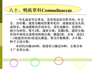 鸭跖草科Commelinacea.ppt