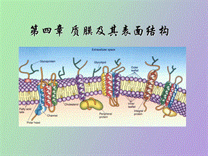 质膜及表面结构.ppt