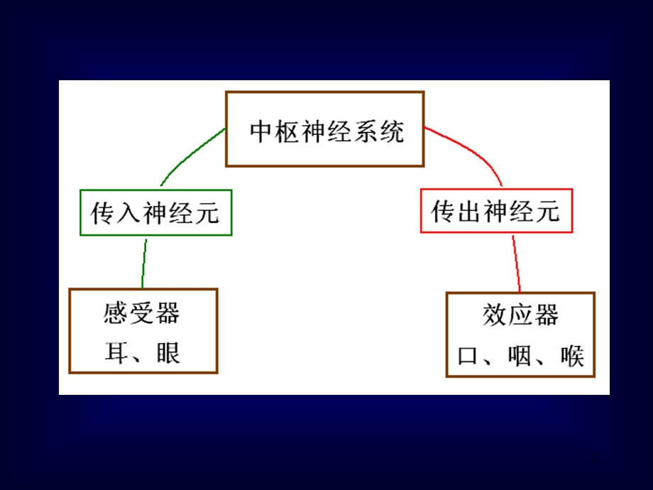 语言的生物基础-3-耳.ppt_第2页