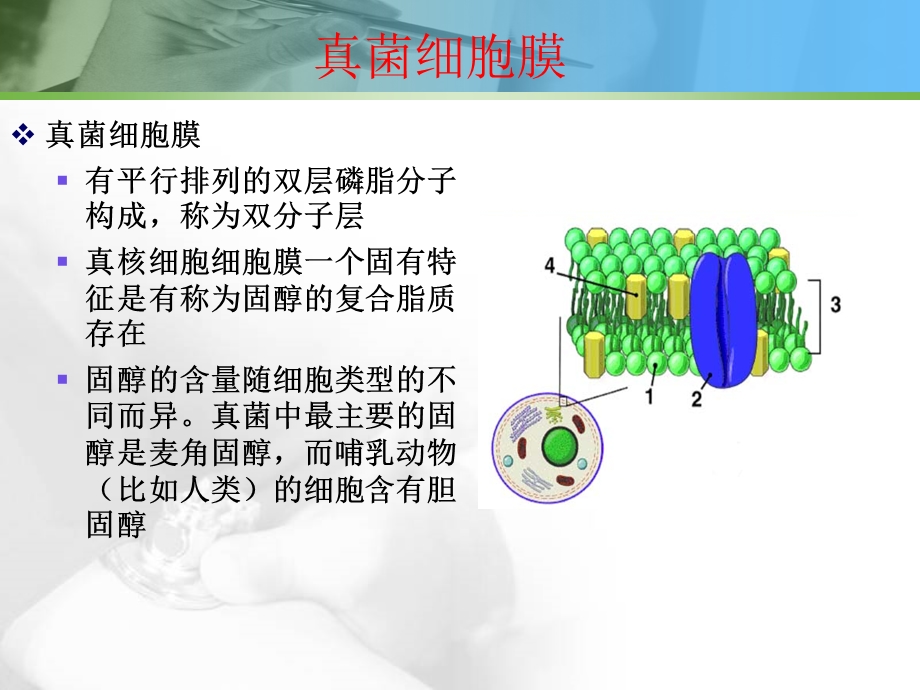 侵袭性真菌感染治疗药物.ppt_第3页