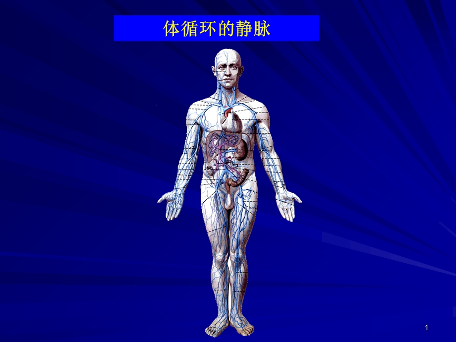 人体解剖学体循环静脉.ppt_第1页