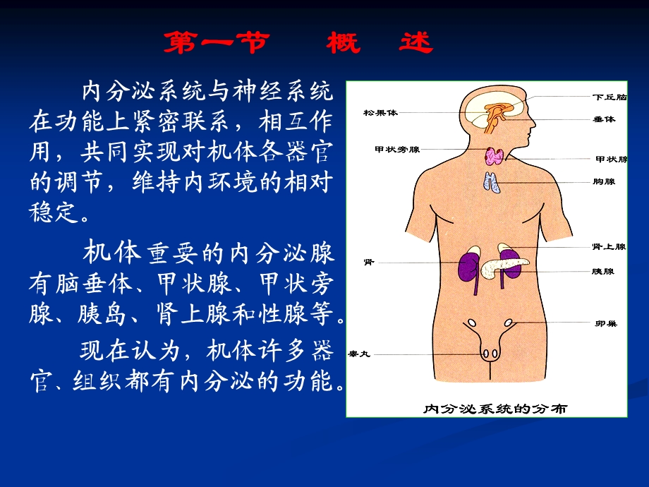 人体解剖生理学-内分泌系统.ppt_第3页