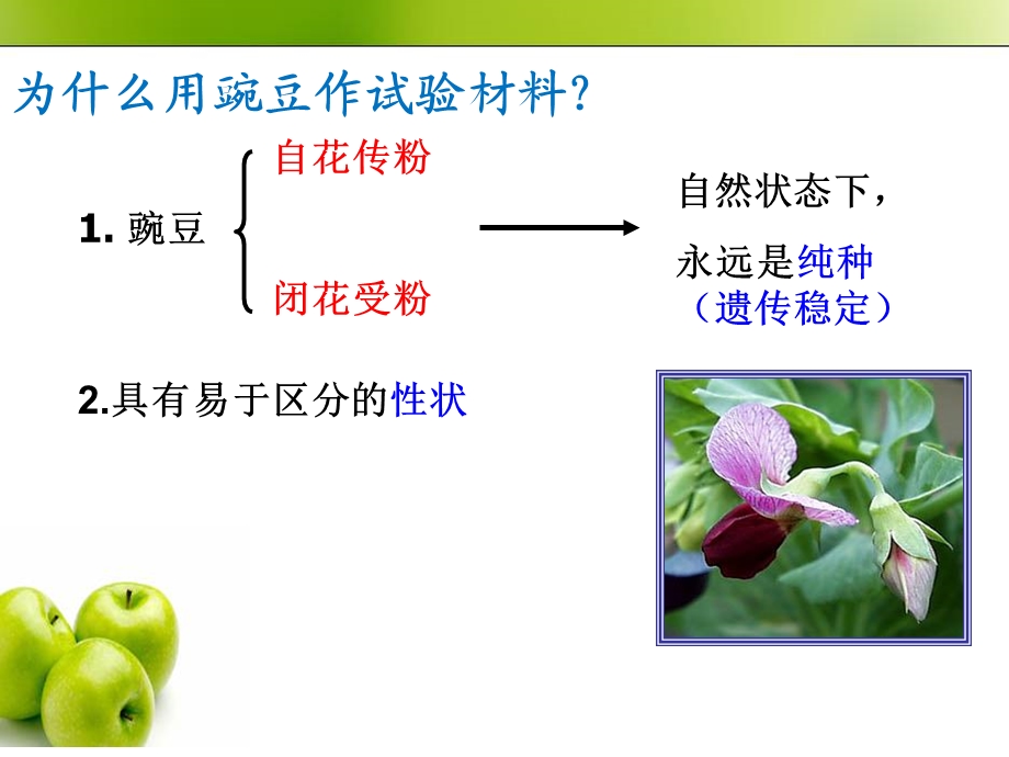 孟德尔的豌豆杂交试验.ppt_第3页