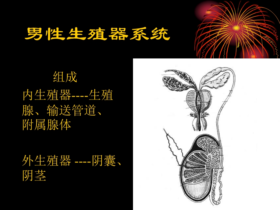 大学生性生理卫生.ppt_第3页