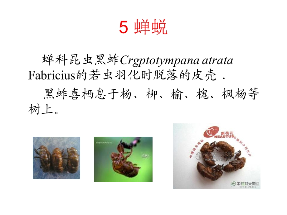 华南农业大学万树青药物动物学课件第五章.ppt_第2页