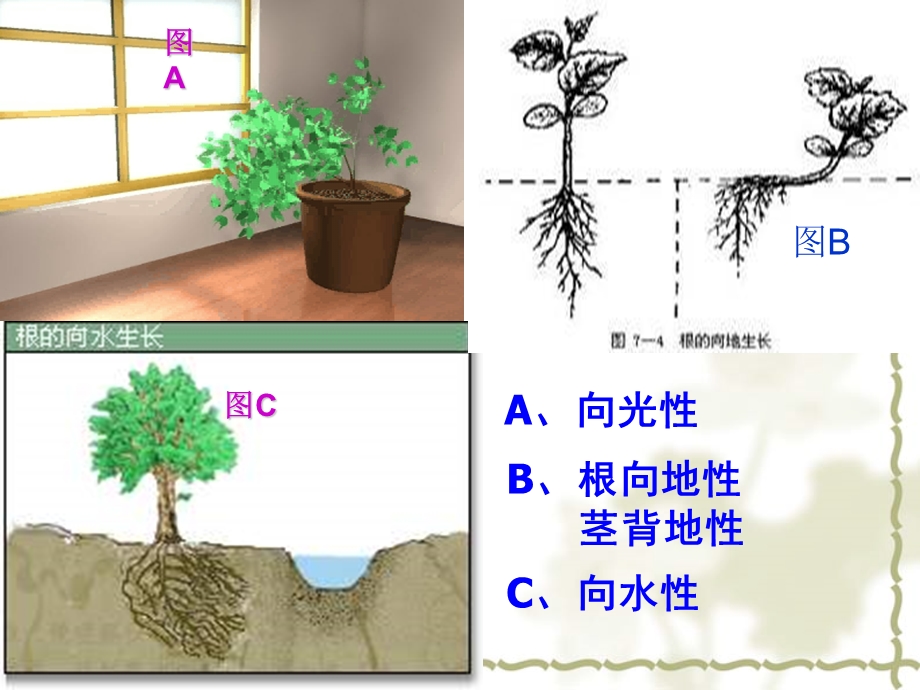 植物生长素的发现无动画.ppt_第2页