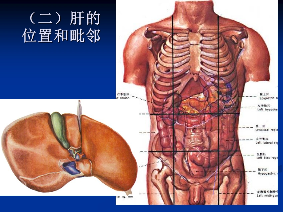 人体解剖学第三章消化系统-消化腺.ppt_第3页