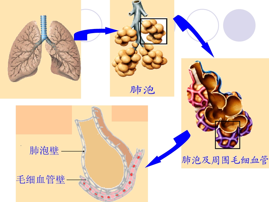 发生在肺蛤的气体交换.ppt_第3页