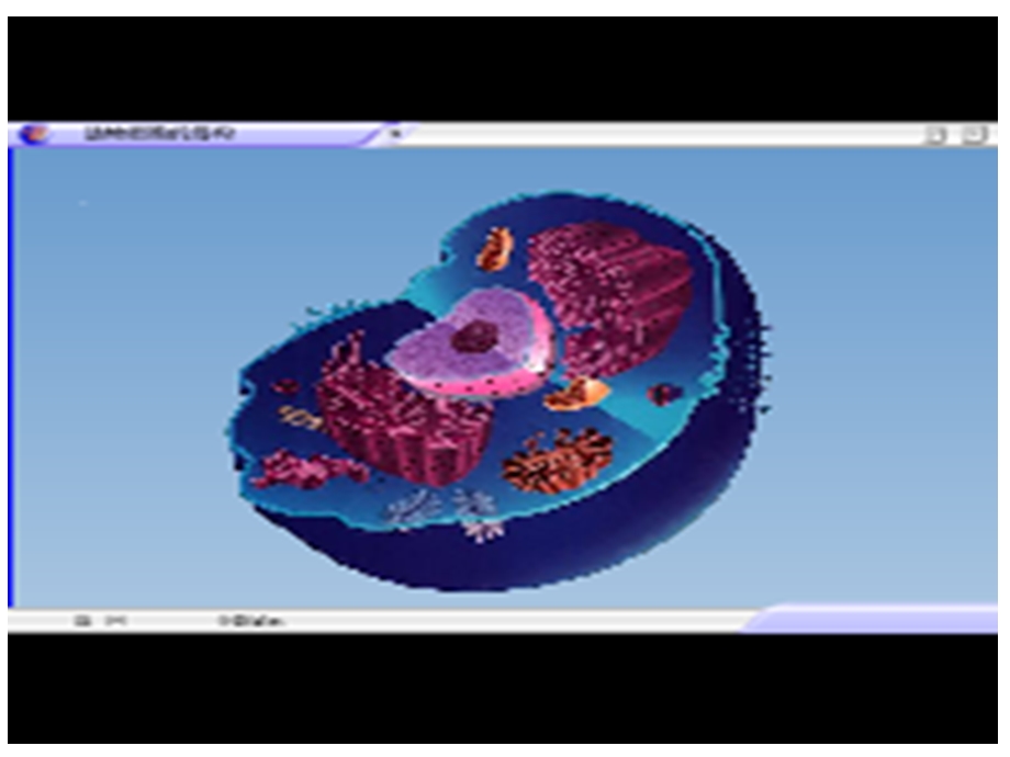 制作真核细胞三维结构模型.ppt_第2页