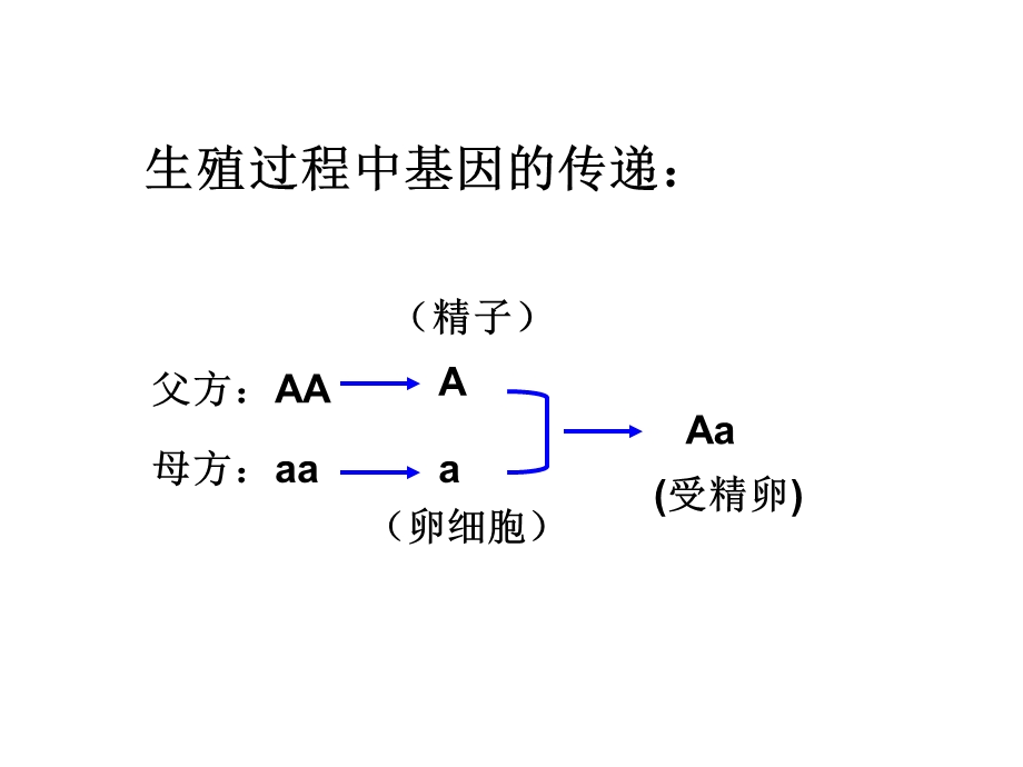 八年级生物基因的显性和隐性.ppt_第3页