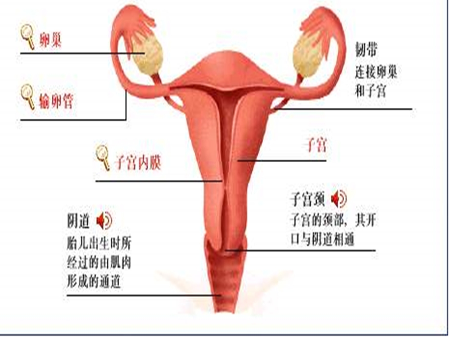 妇产科解剖生理基础.ppt_第1页