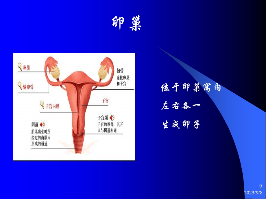 妇产科解剖生理基础.ppt_第2页