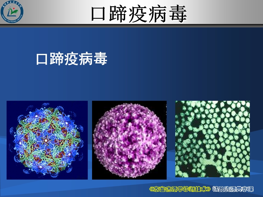 口蹄疫ppt课件.ppt_第3页