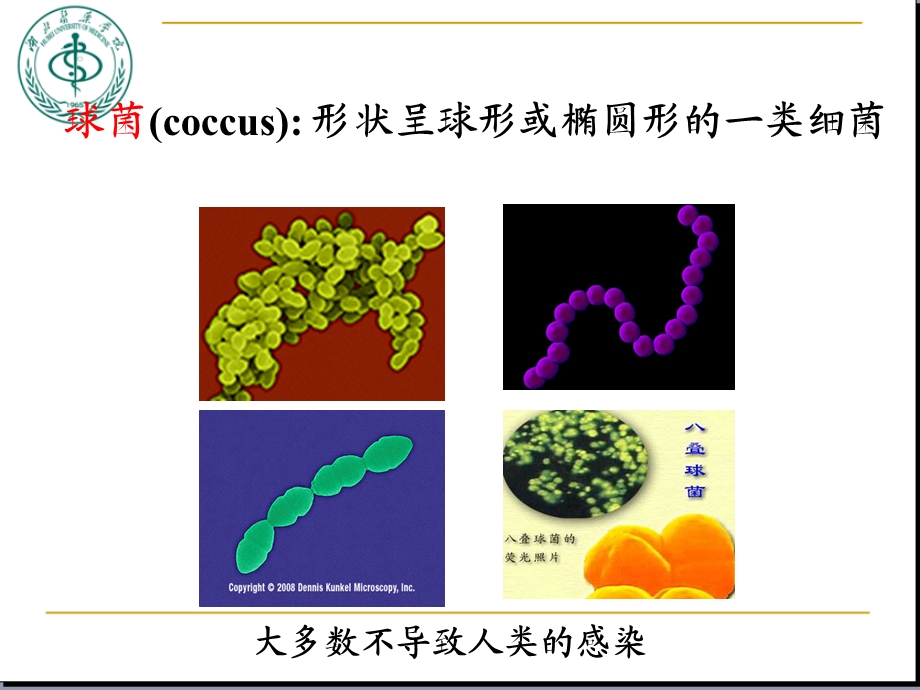 球菌ppt课件.ppt_第2页