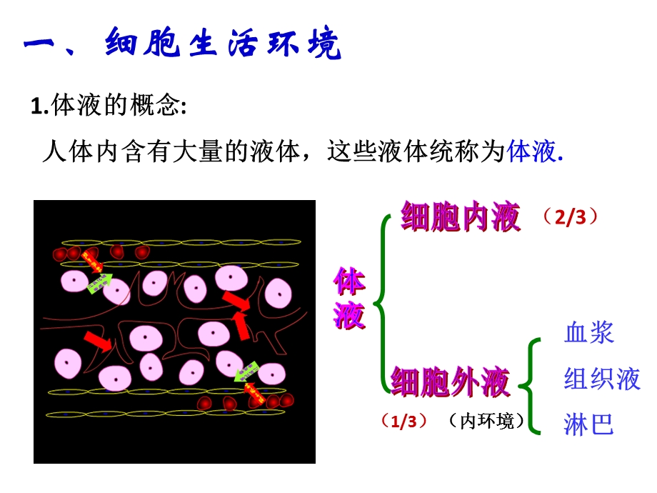 人体的内环境与稳态复习.ppt_第2页