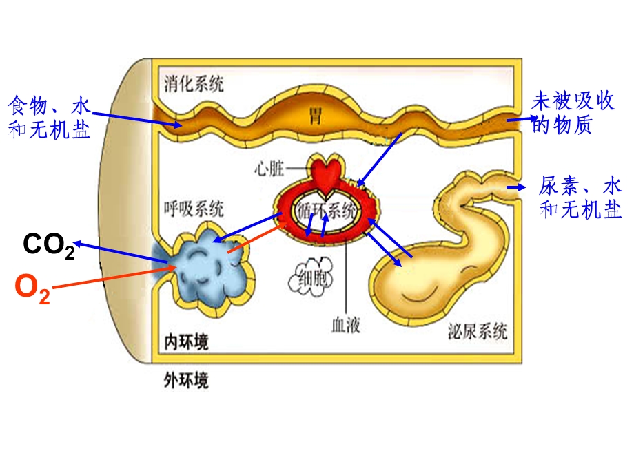 人体的内环境与稳态复习.ppt_第3页