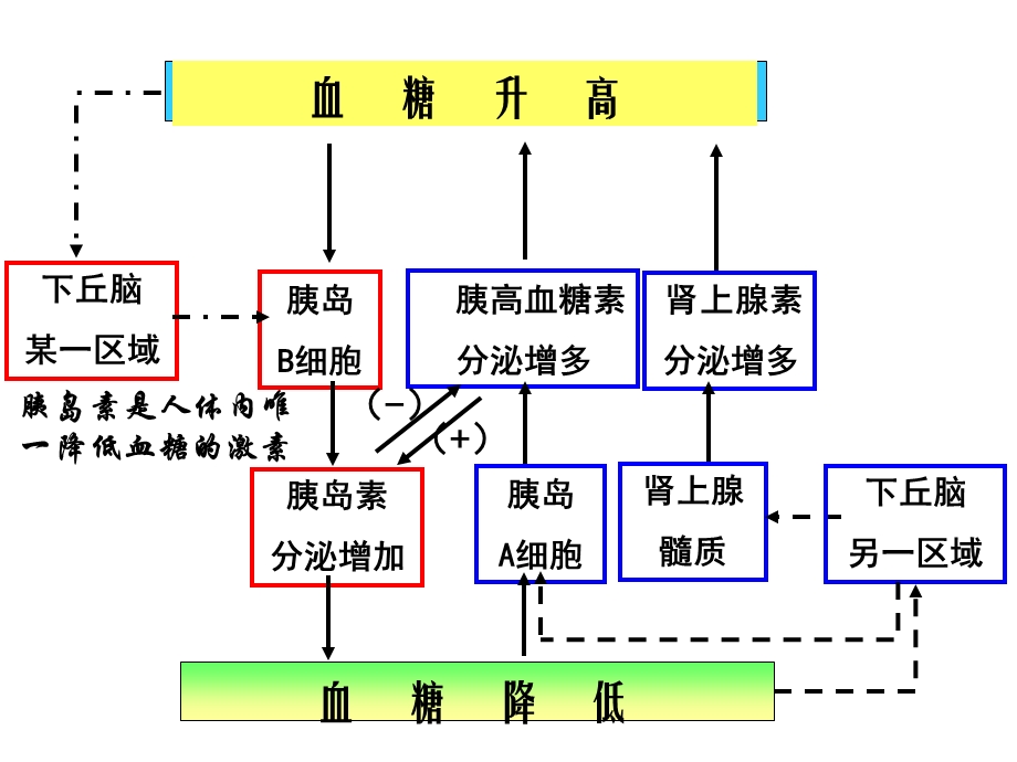 580血糖的来源和去向.ppt_第2页