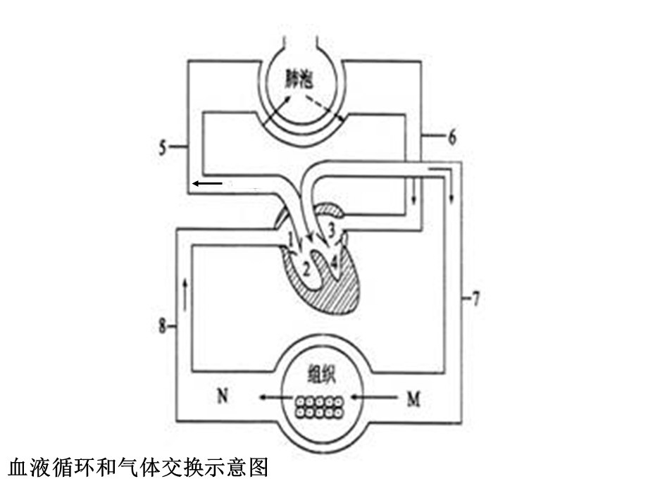 初中生物复习ppt.ppt_第2页