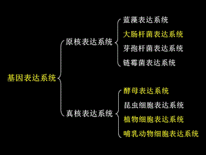 大肠杆菌基因工程.ppt