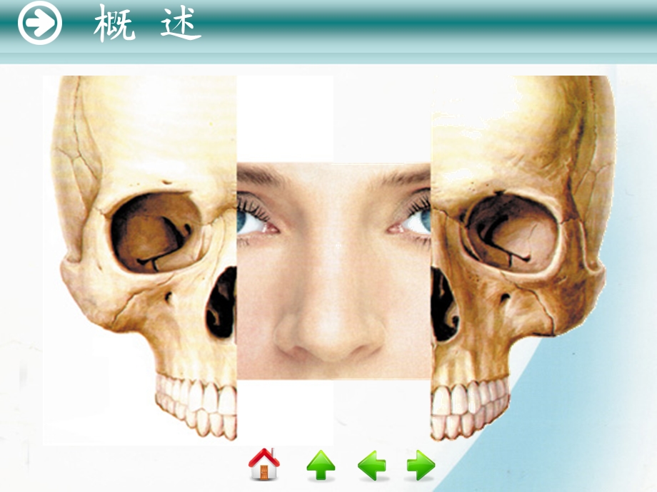 鼻解剖学及生理学.ppt_第3页