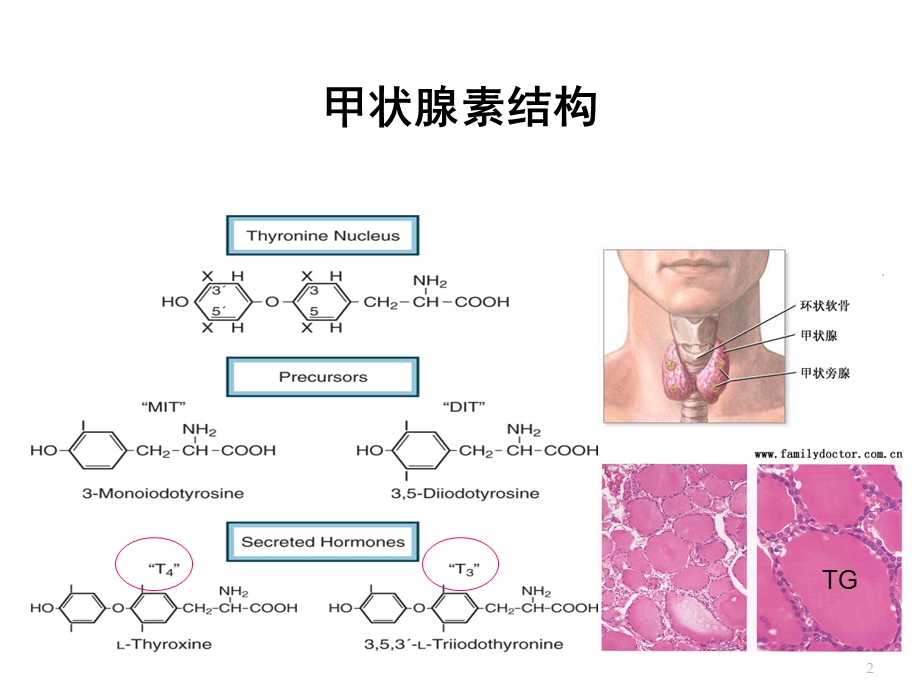 体外诊断试剂甲状腺疾病危害.ppt_第2页