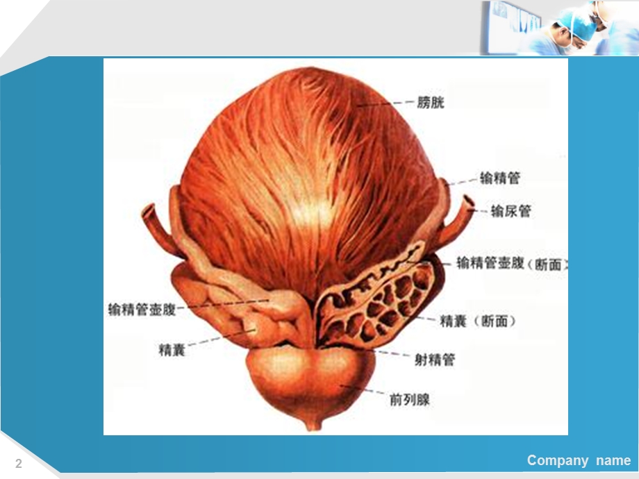 前列腺炎与前列腺增生的治疗.ppt_第2页