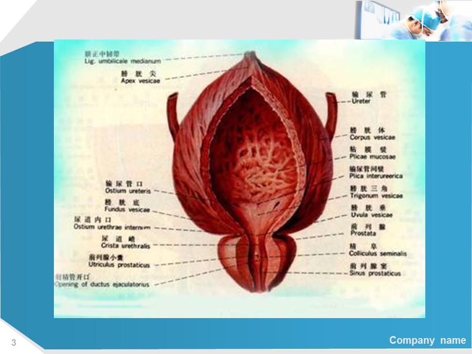 前列腺炎与前列腺增生的治疗.ppt_第3页