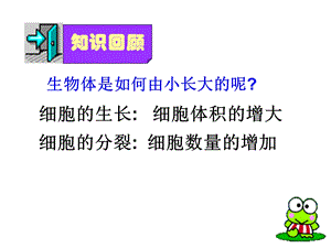 动物体的结构层次讲.ppt