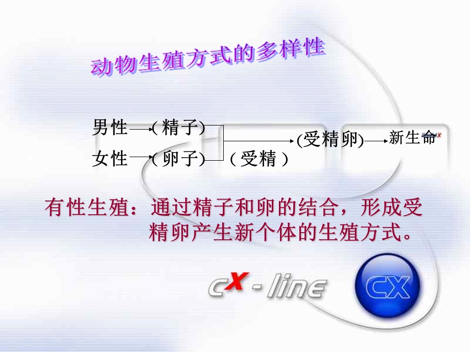 动物新老个体的更替.ppt_第2页