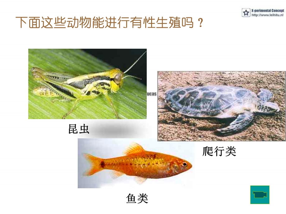 动物新老个体的更替.ppt_第3页