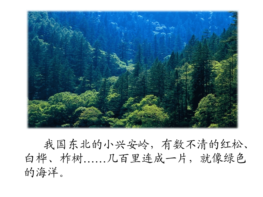 美丽的小兴安岭 .ppt_第3页