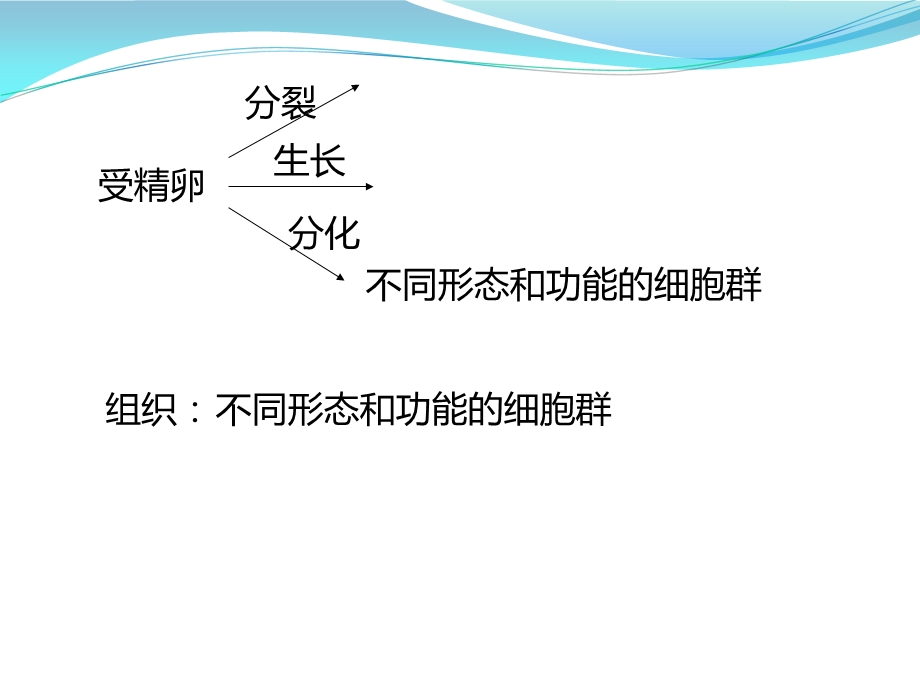 浙教版科学七上组织.ppt_第2页