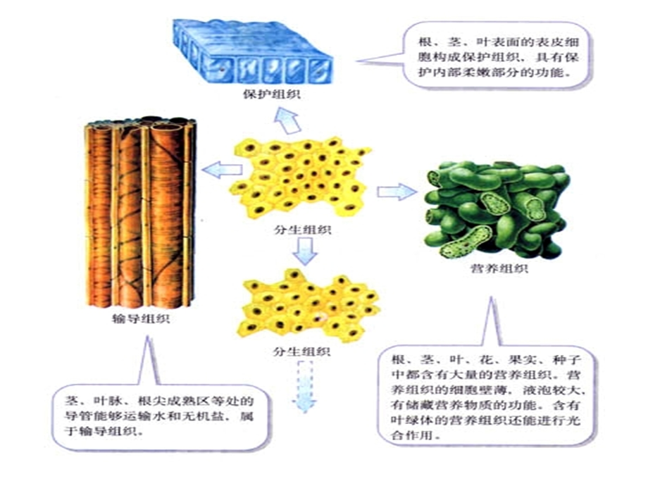 浙教版科学七上组织.ppt_第3页