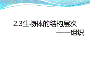 浙教版科学七上组织.ppt