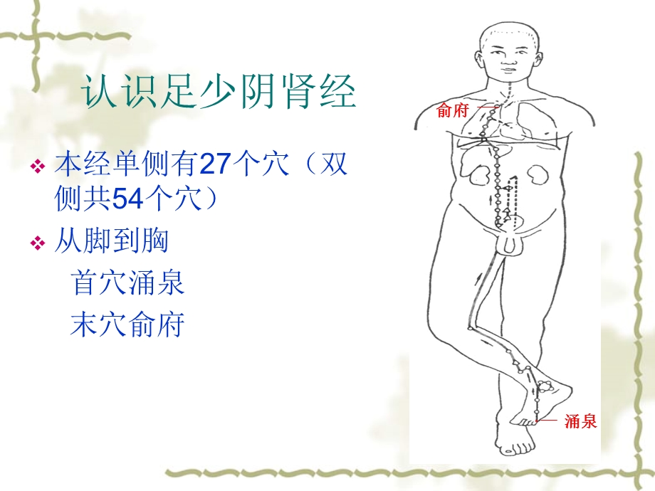 十四经络之肾膀胱.ppt_第2页