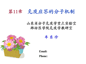 免疫应答的分子机制.ppt