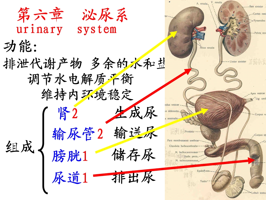 人体解剖学第六章泌尿系统.ppt_第3页