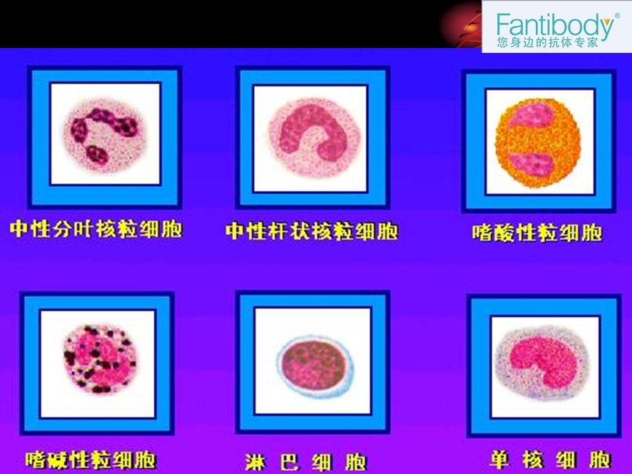 各个类别白细胞检测意义和方法.ppt_第3页