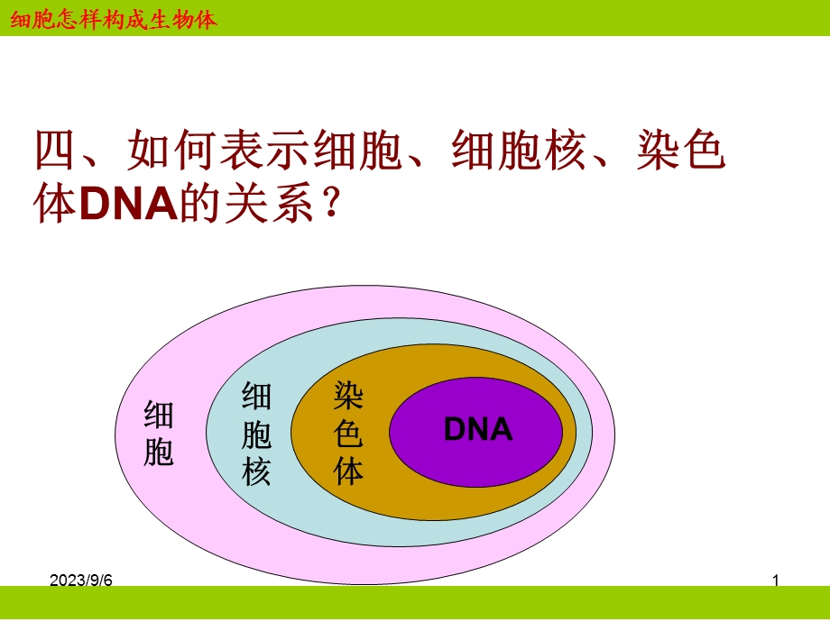 动物细胞的分化.ppt_第1页