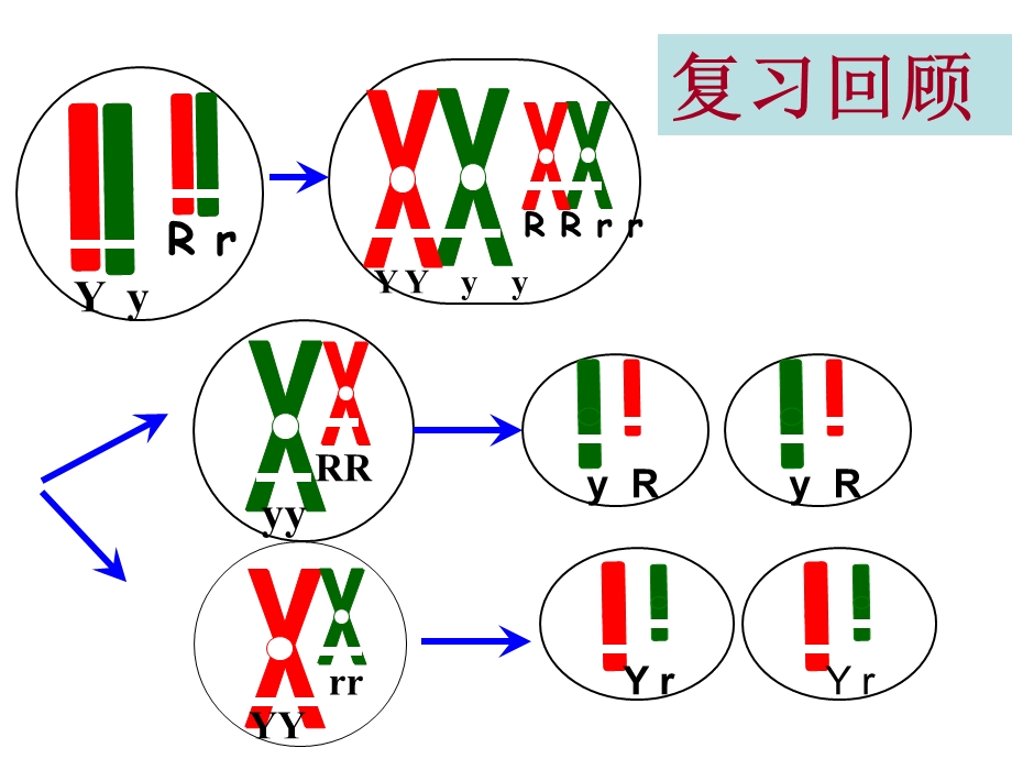 基因在染色体上伴性遗传.ppt_第1页