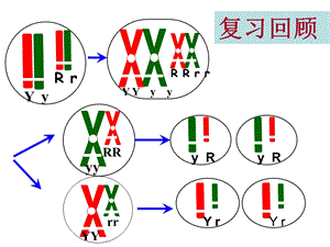 基因在染色体上伴性遗传.ppt