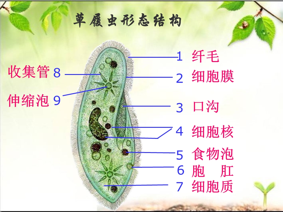 单细胞生物-草履虫.ppt_第3页