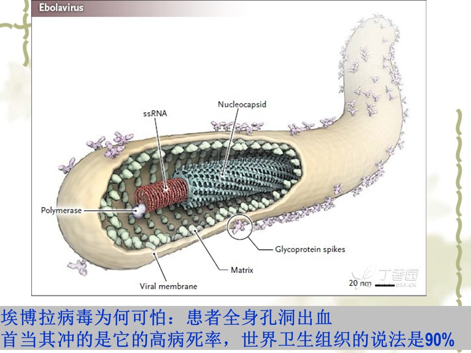 免疫学课件第4章免疫球蛋白.ppt_第3页