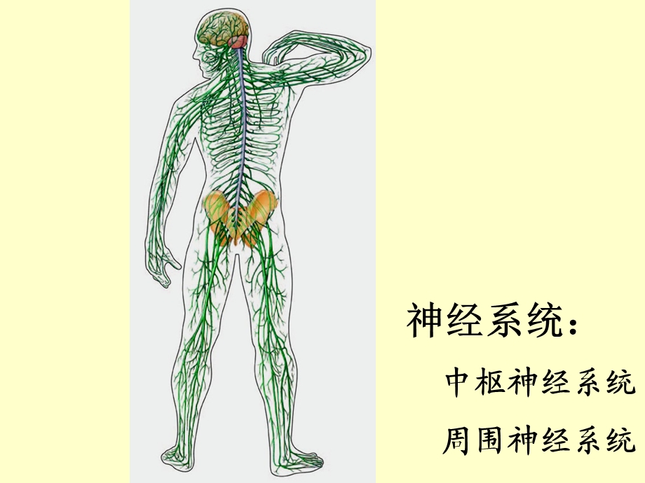 医学基础知识PPT讲座-神经组织.ppt_第2页