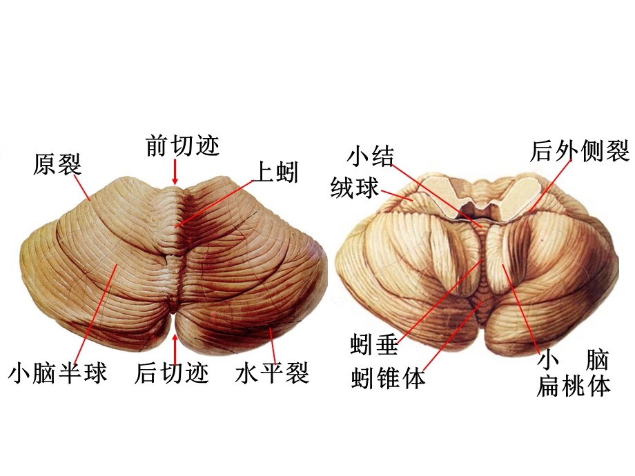 人体解剖学教学课件17小脑.ppt_第3页