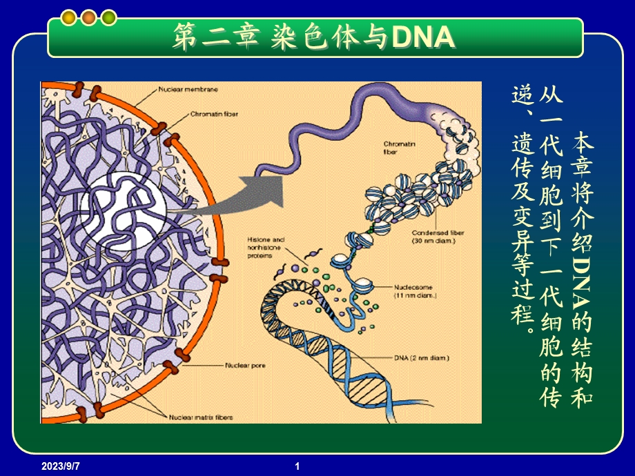 基因工程PPT课件第二章染色体与DNA.ppt_第1页