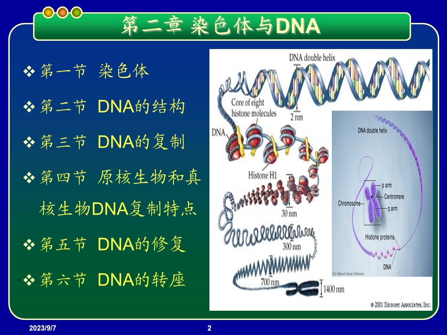 基因工程PPT课件第二章染色体与DNA.ppt_第2页