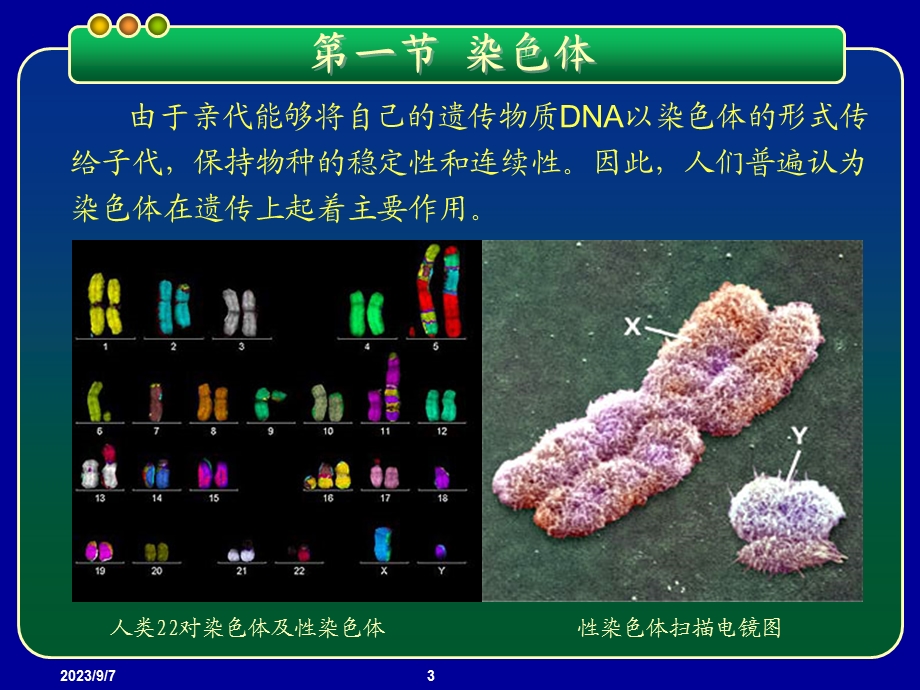 基因工程PPT课件第二章染色体与DNA.ppt_第3页